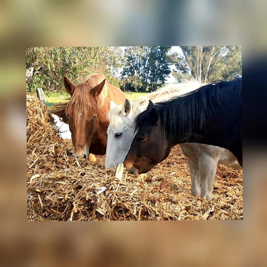 Posada Rural La Corbera Utrera Zewnętrze zdjęcie